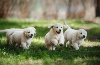 comment-bien-choisir-son-chiot