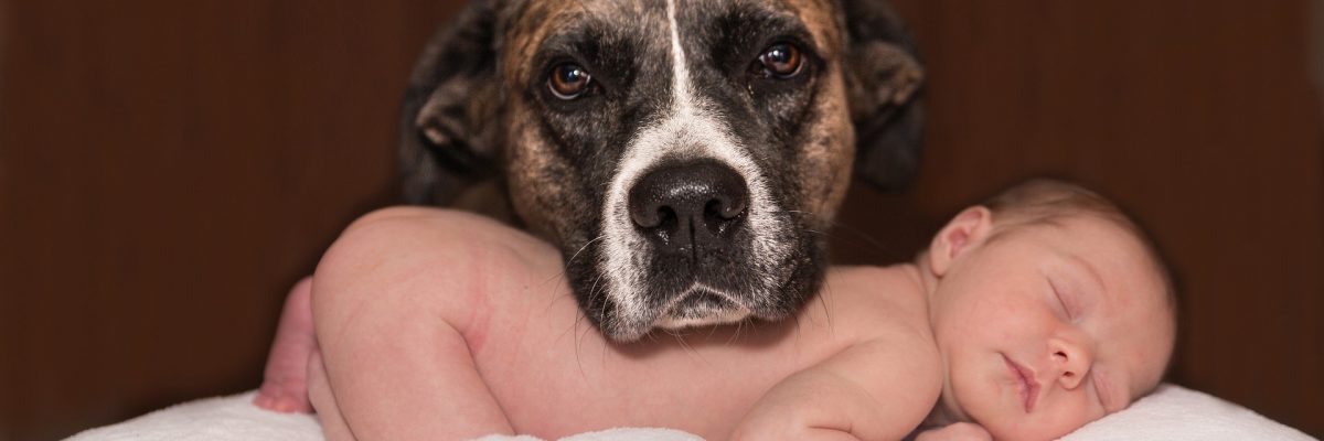 avoir-un-bebe-et-posseder-un-chien-deux-choses-plus-que-compatibles