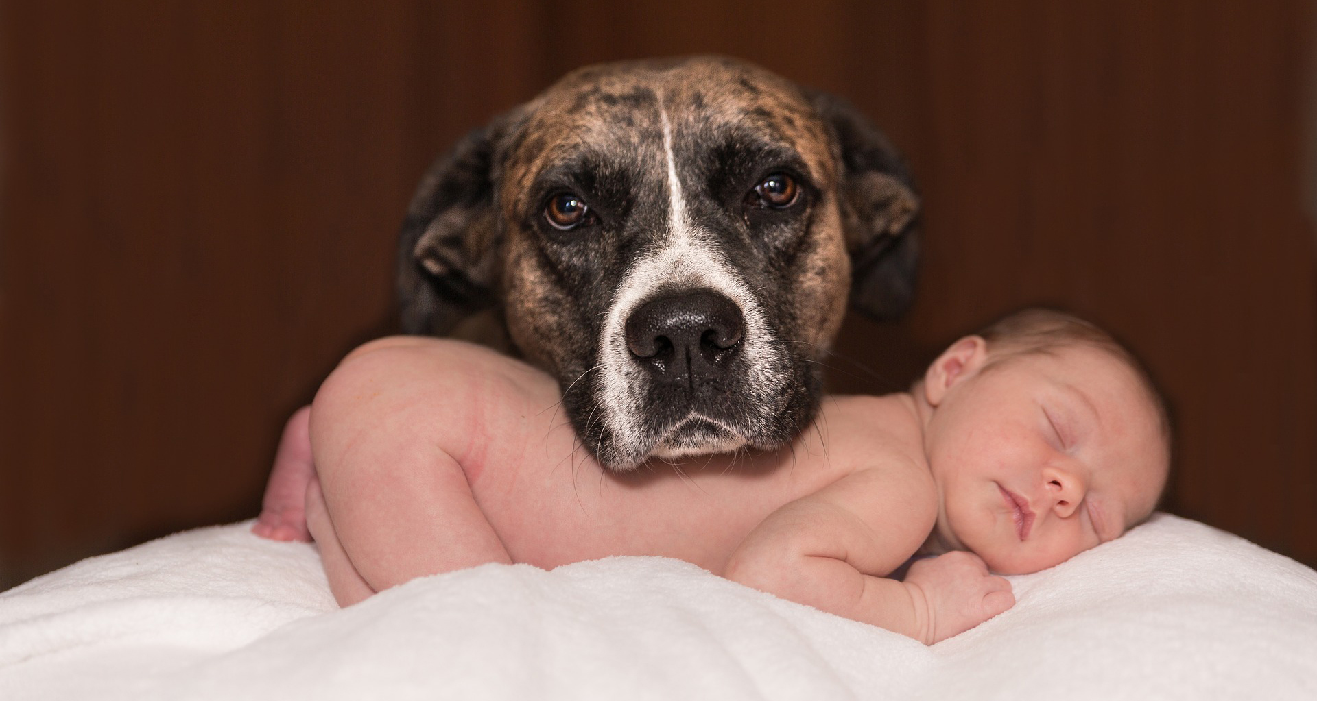 avoir-un-bebe-et-posseder-un-chien-deux-choses-plus-que-compatibles