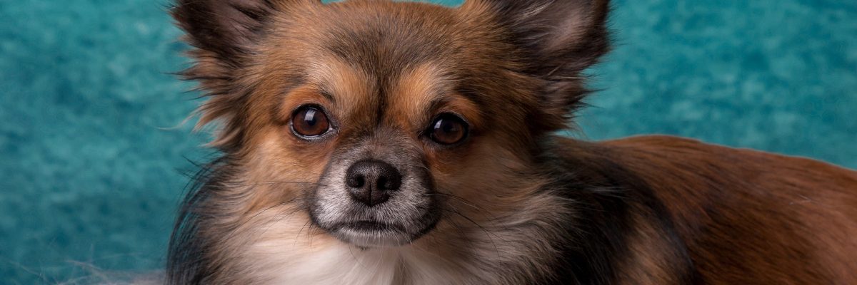 le-chihuahua