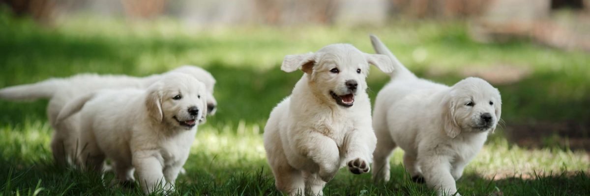 comment-bien-choisir-son-chiot