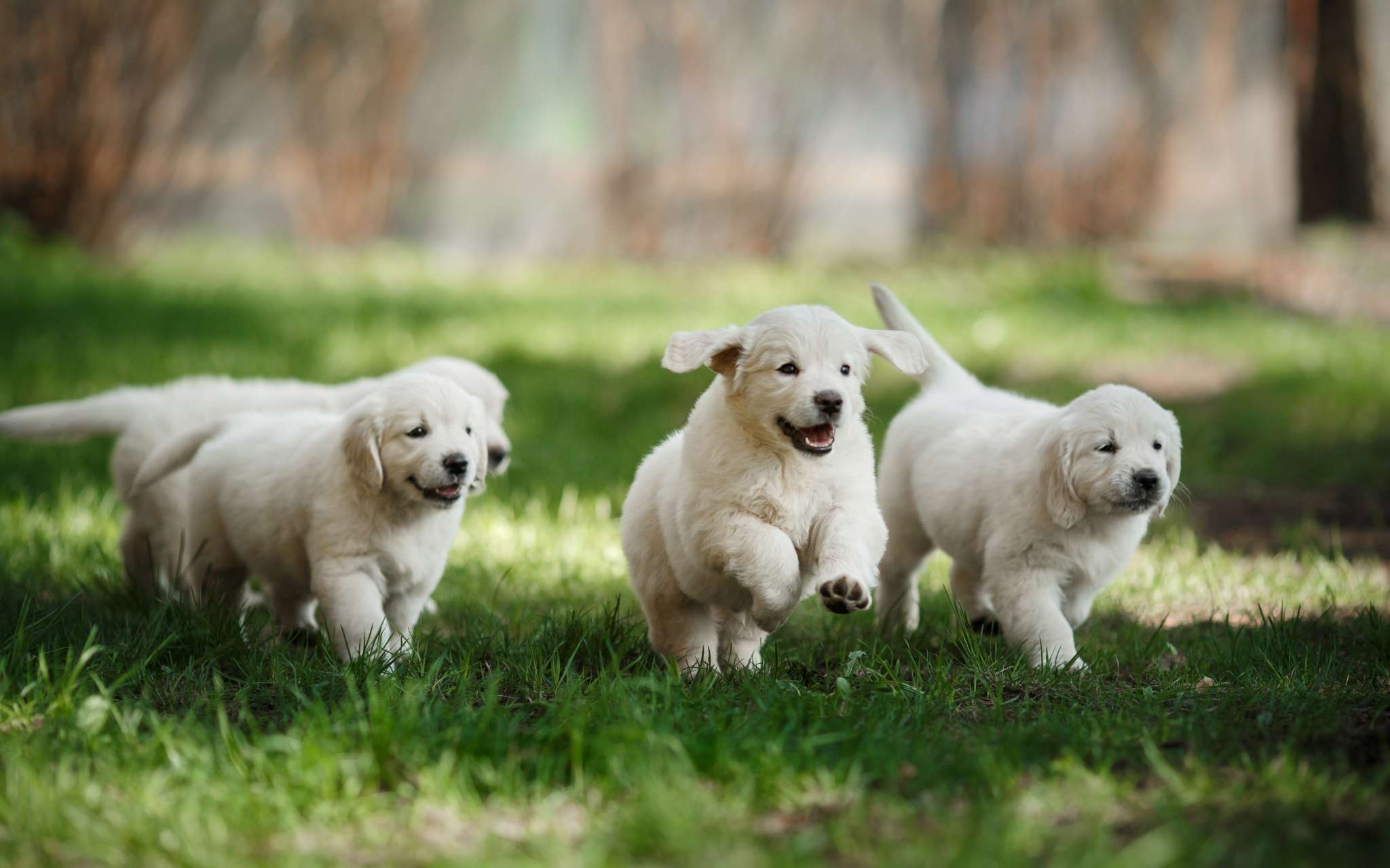 comment-bien-choisir-son-chiot