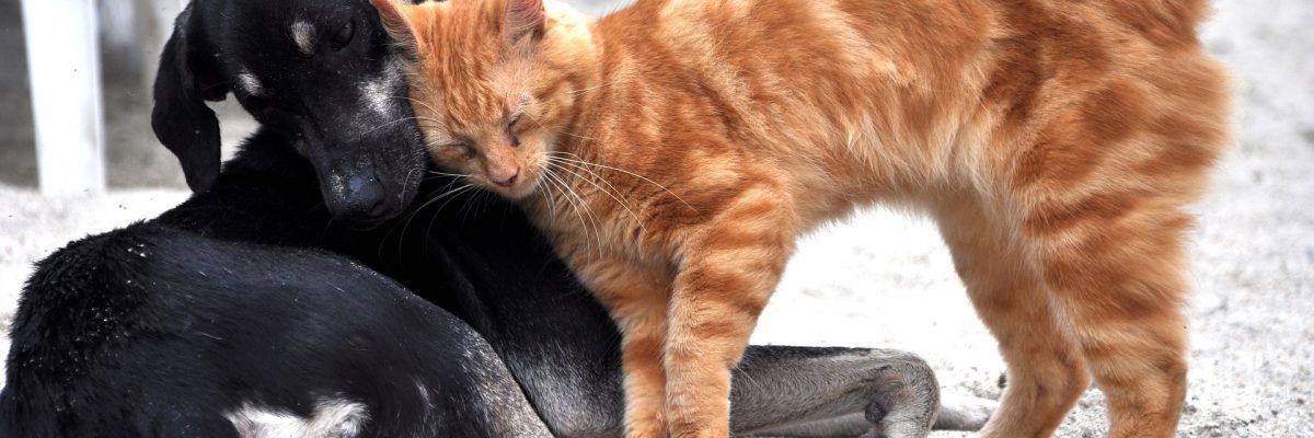 cohabitation chien et chat