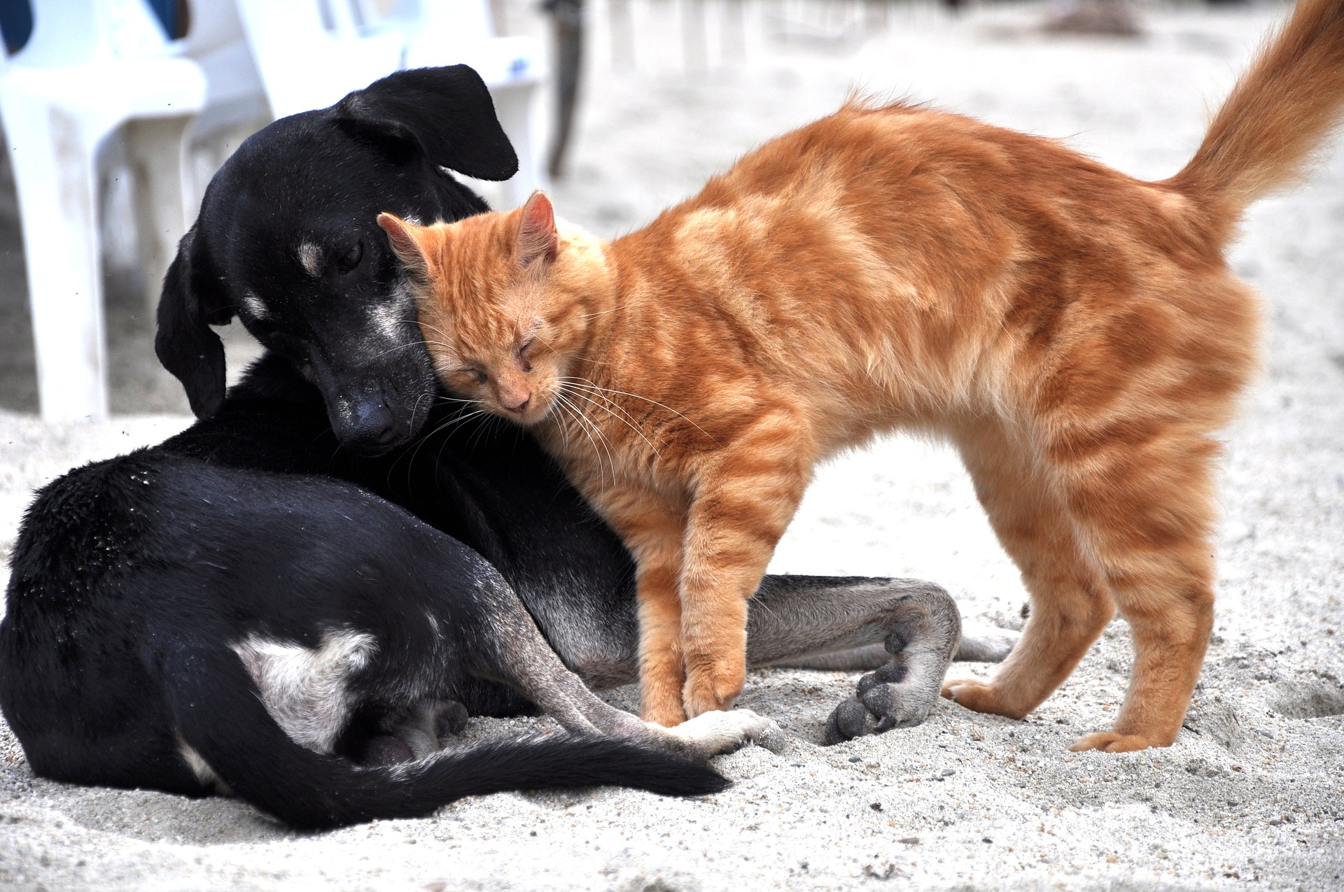 cohabitation chien et chat