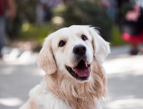 adult-golden-retriever-close-up-photography