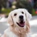 adult-golden-retriever-close-up-photography